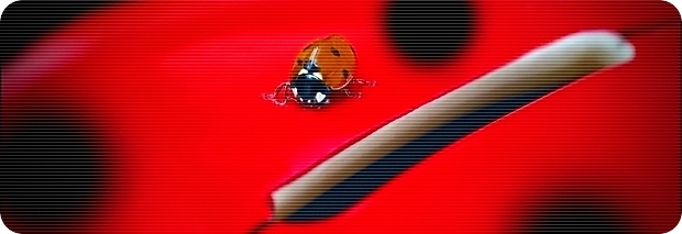 coccinelle