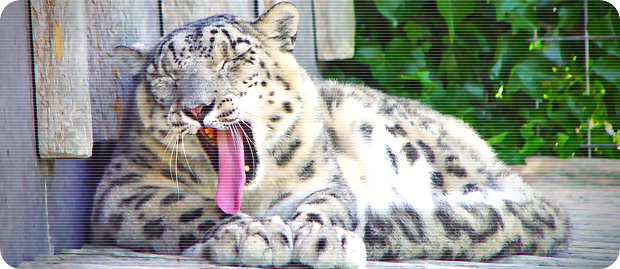 snowleopardbaille